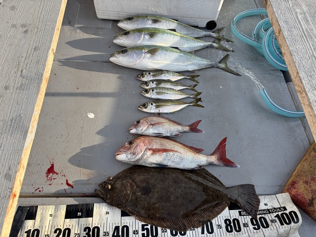 タイ(マダイ)・アジ(マアジ)・メジロ(ブリ)・ヒラメ