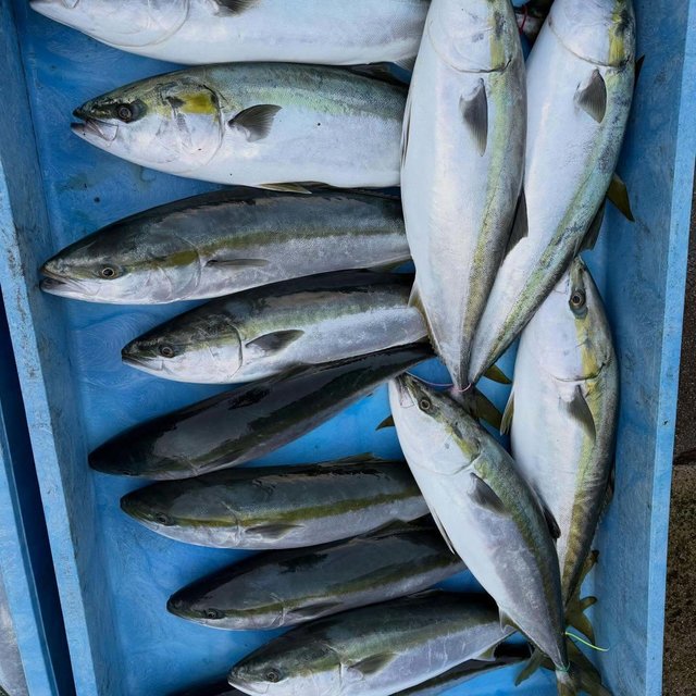 ブリ・メジロ(ブリ)