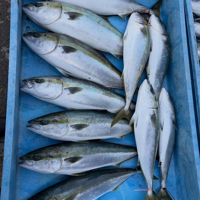 ブリ・メジロ(ブリ)