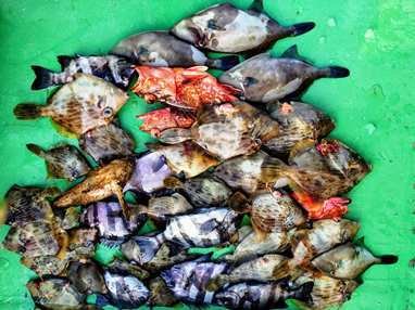 サンバソウ(イシダイ)・カサゴ・カワハギ