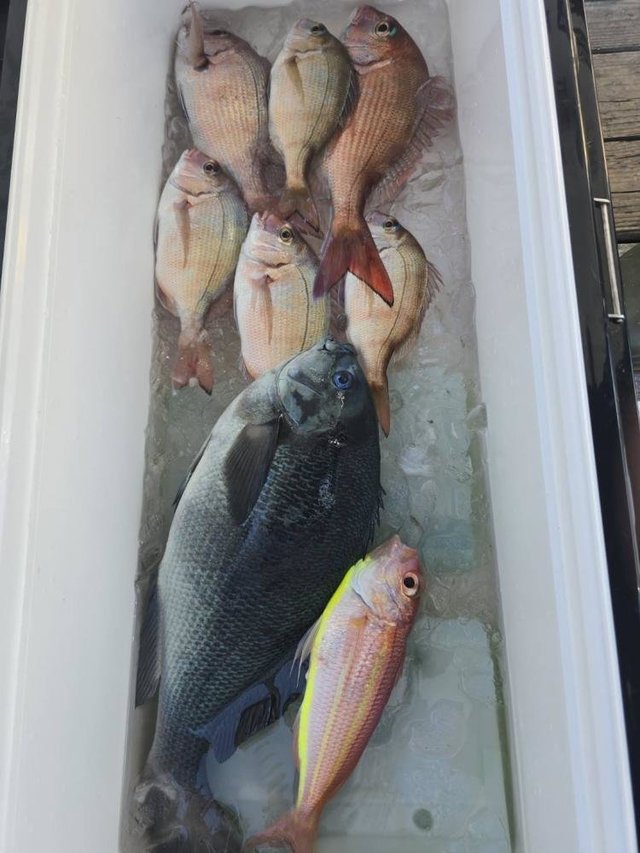 マダイ・メジナ・イトヨリ(イトヨリダイ)