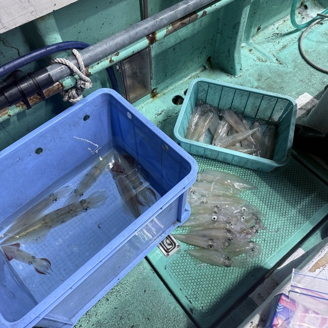 マルイカ(ケンサキイカ)・ヤリイカ