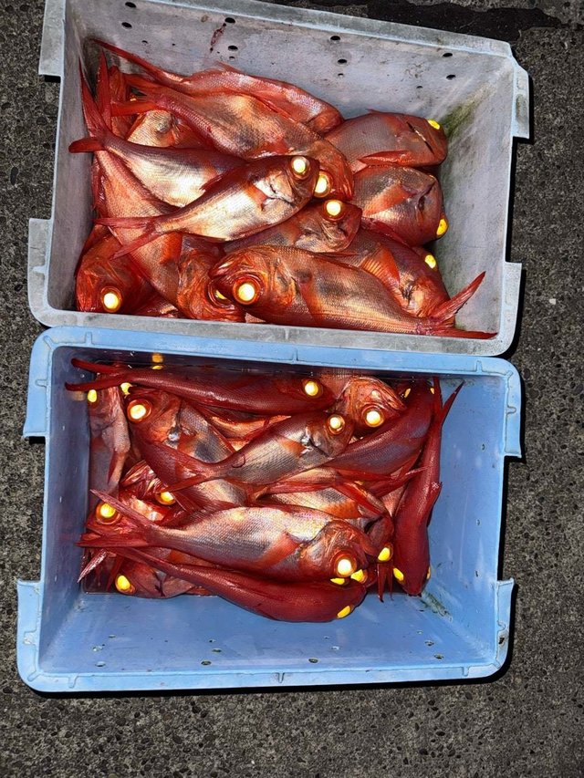 キンメ(キンメダイ)