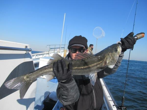 シーバス(スズキ)