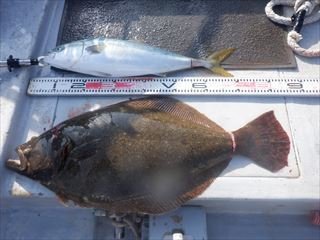 ハマチ(ブリ)・ヒラメ