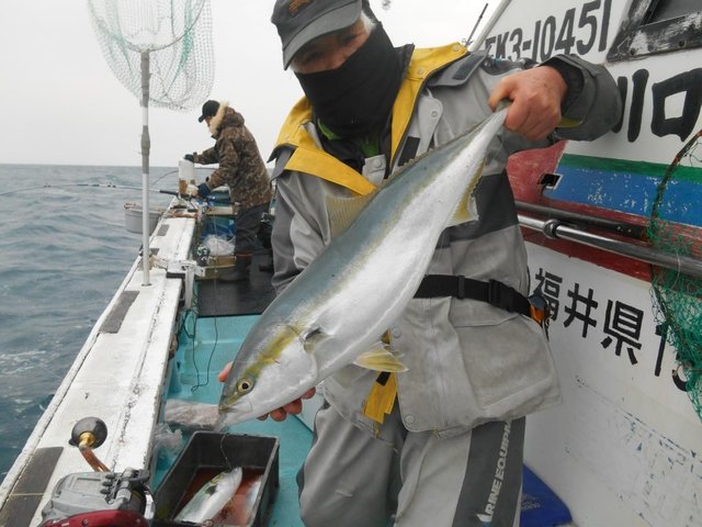 ワラサ(ブリ)