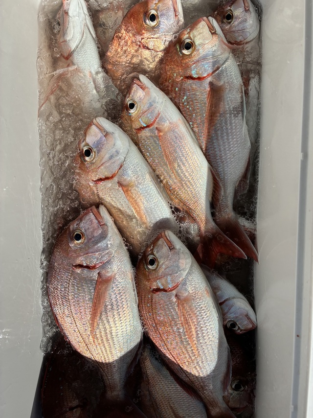 ハナダイ(チダイ)