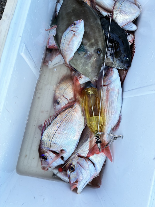 ハナダイ(チダイ)