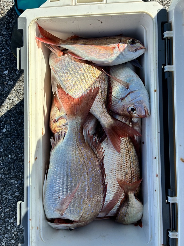 ハナダイ(チダイ)