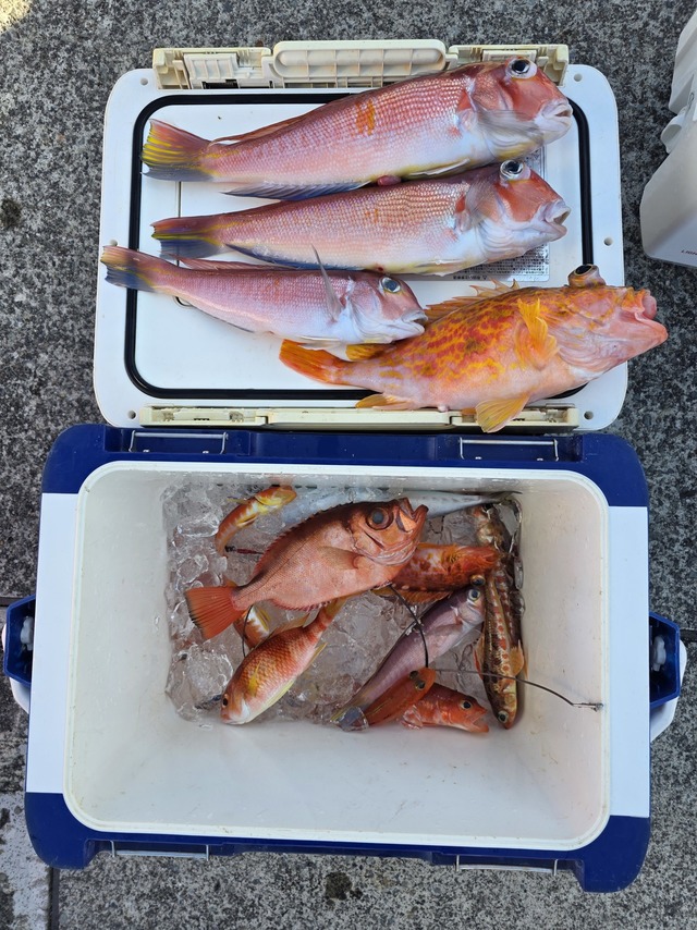 アマダイ(アカアマダイ)