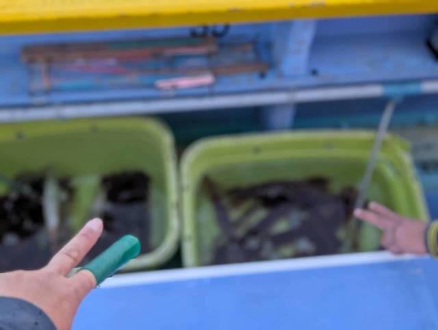 スルメ(スルメイカ)