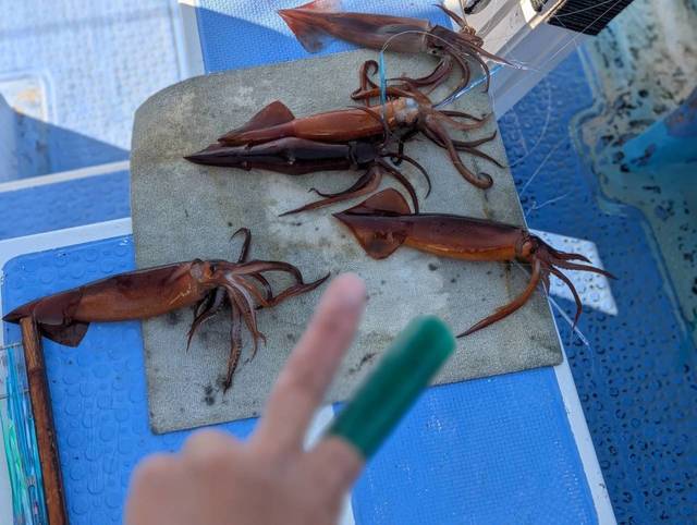 スルメ(スルメイカ)