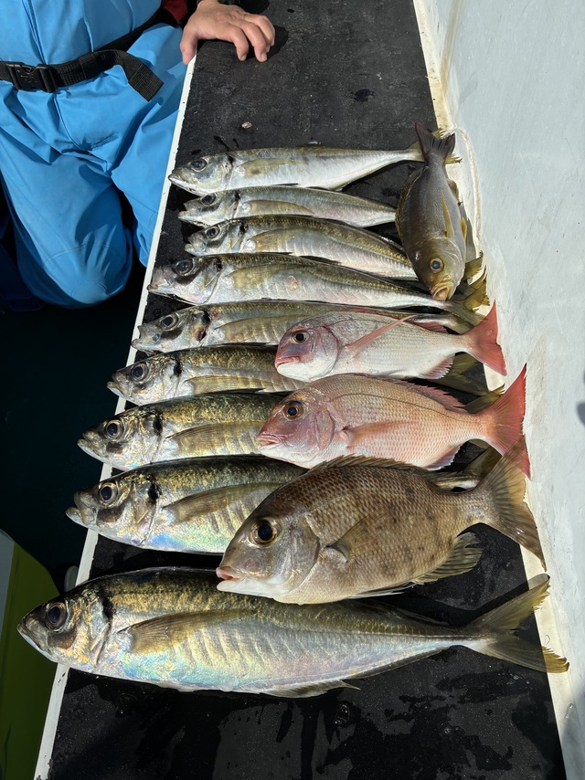 マダイ・マアジ・メイチダイ