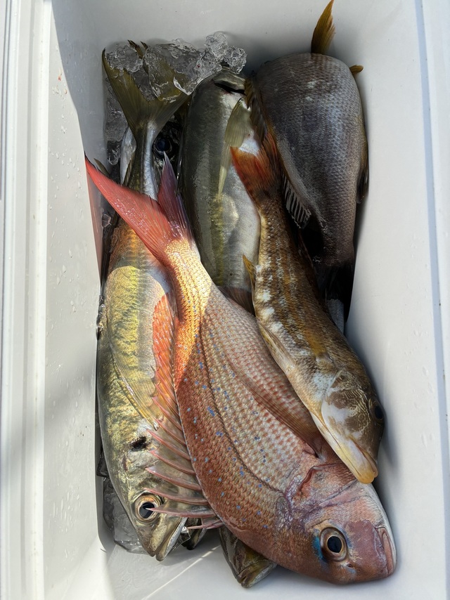 マダイ・マアジ