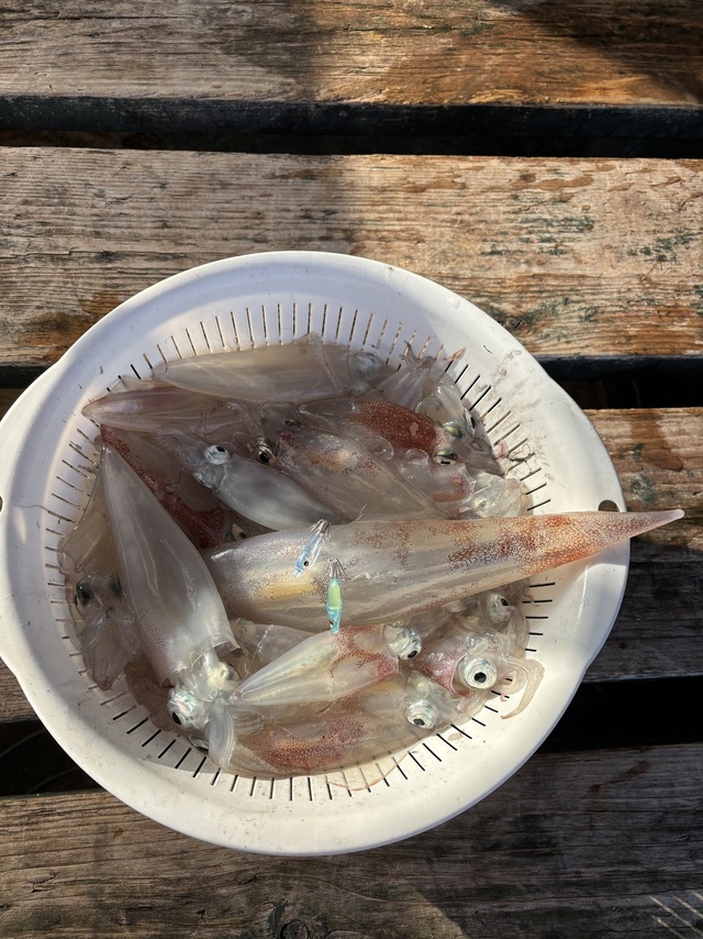 マルイカ(ケンサキイカ)