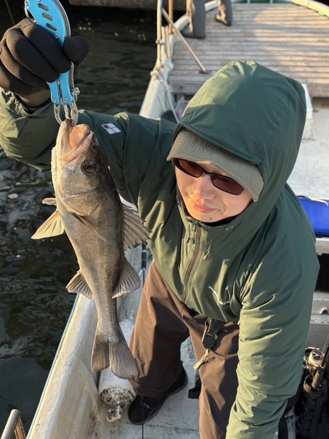 シーバス(スズキ)