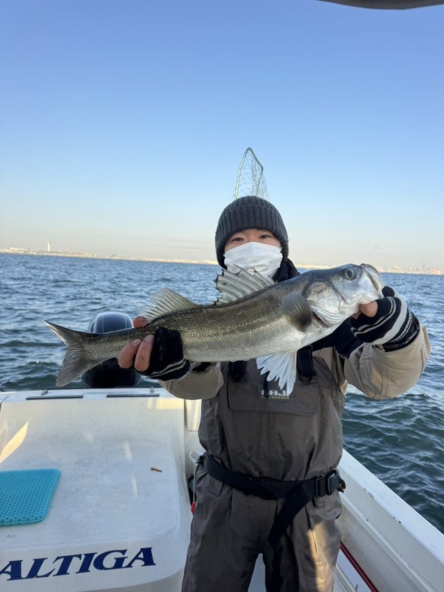 シーバス(スズキ)