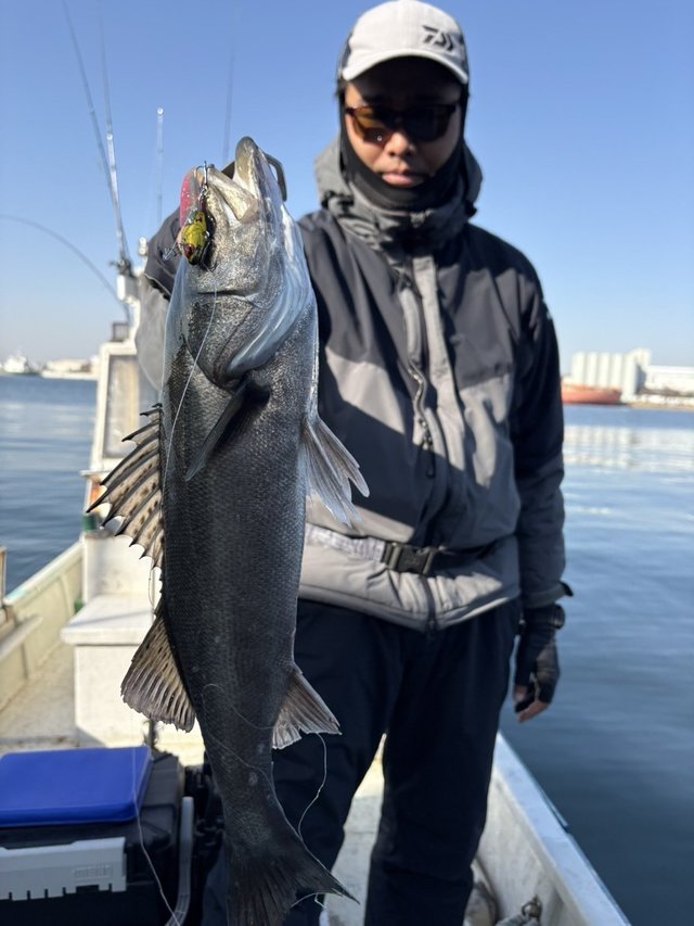 シーバス(スズキ)