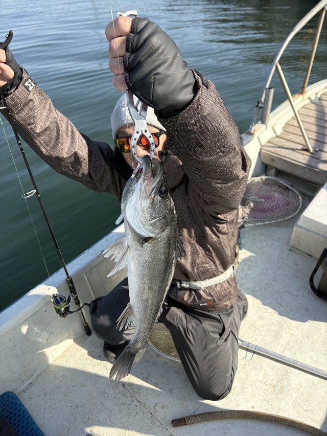 シーバス(スズキ)