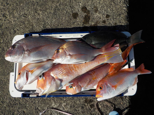 マダイ・アマダイ(アカアマダイ)