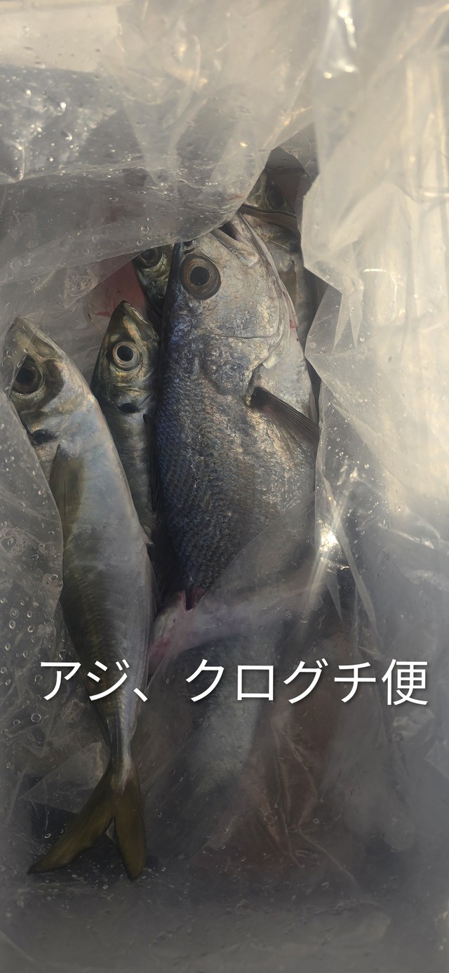 アジ(マアジ)・クログチ