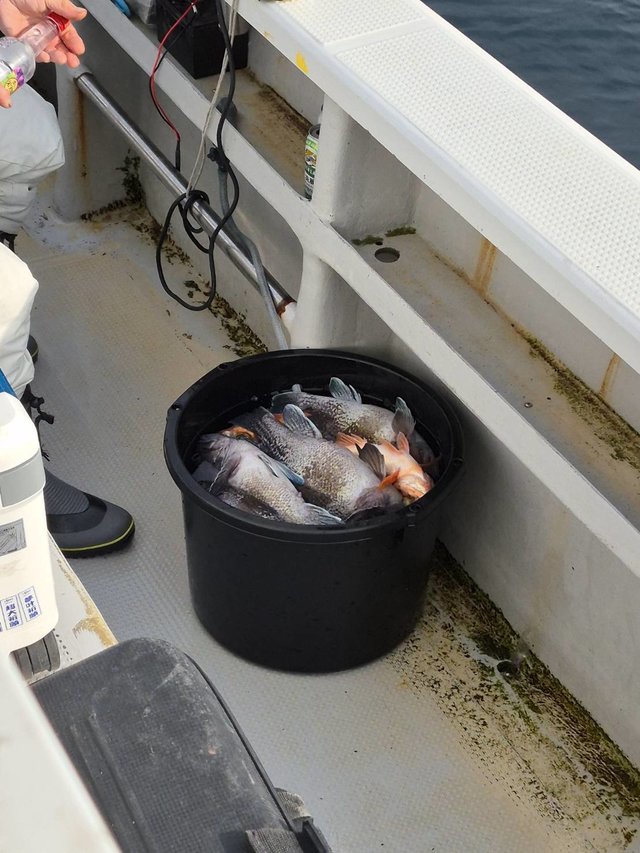 マゾイ(キツネメバル)・オキメバル(ウスメバル)