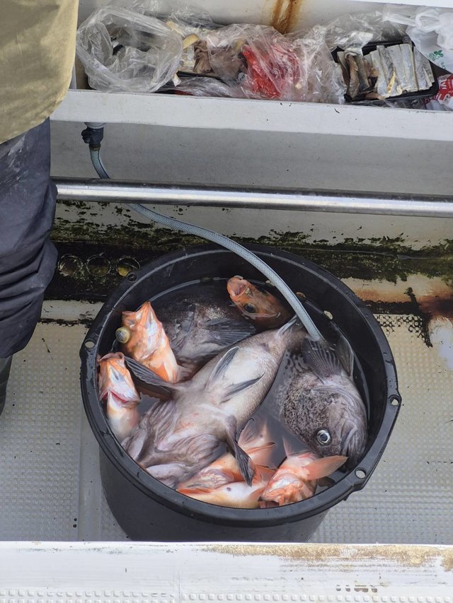 マゾイ(キツネメバル)・オキメバル(ウスメバル)