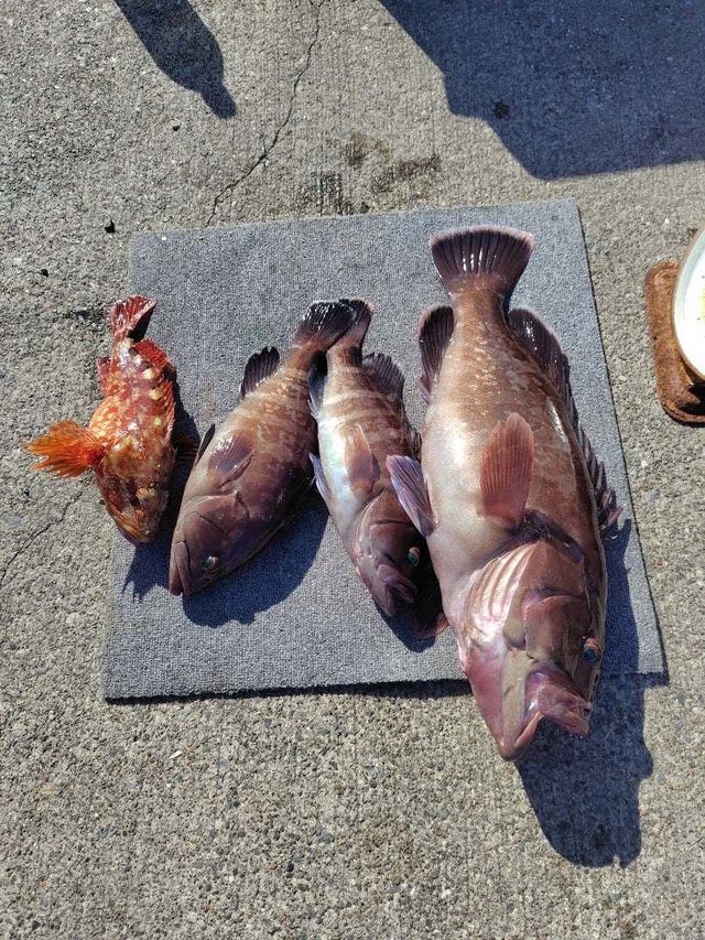 マハタ・カサゴ