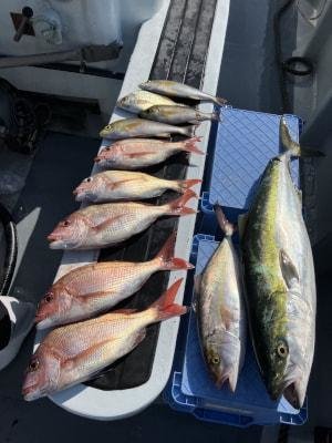 マダイ・ブリ・シオ(カンパチ)・イサキ