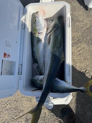 ブリ・ハマチ(ブリ)・メジロ(ブリ)