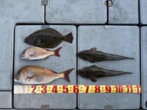 マダイ・マゴチ・ヒラメ