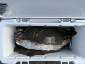 マダイ・マゴチ・ヒラメ