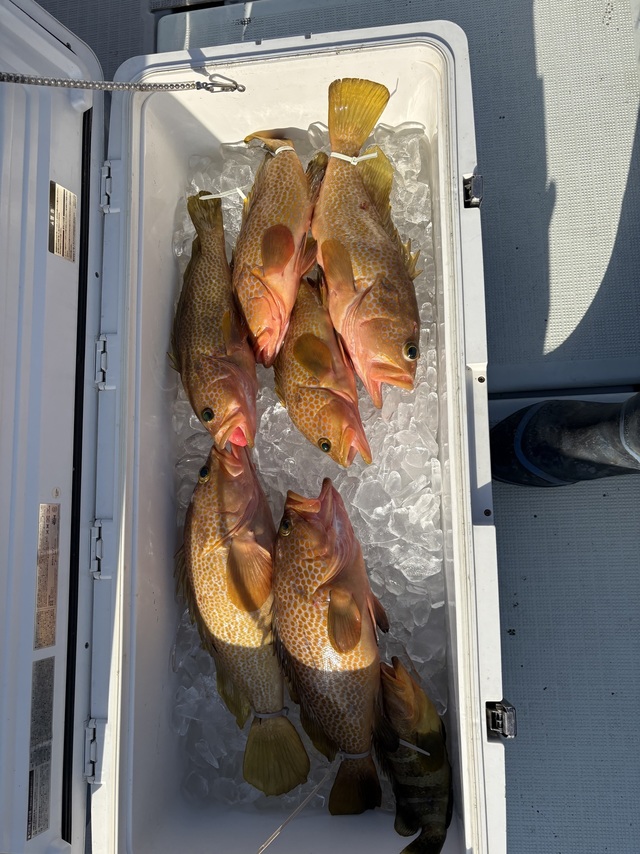 アコウ(キジハタ)