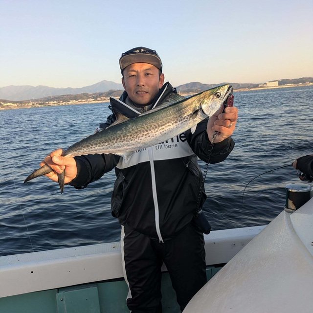 サゴシ(サワラ)