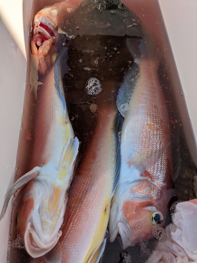 アマダイ(アカアマダイ)