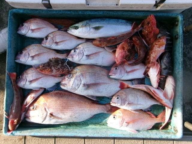 マダイ・マハタ・イナダ(ブリ)・オニカサゴ・ホウボウ