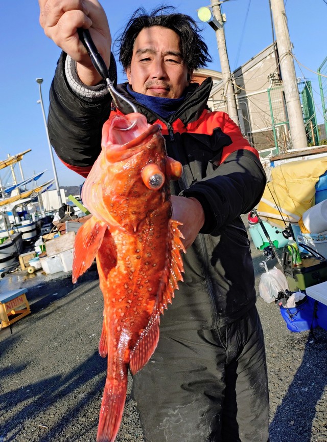 カンコ(ウッカリカサゴ)