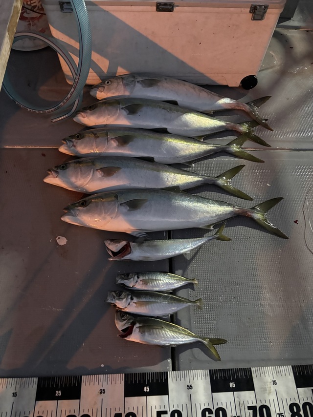 アジ(マアジ)・メジロ(ブリ)・サバ(マサバ)