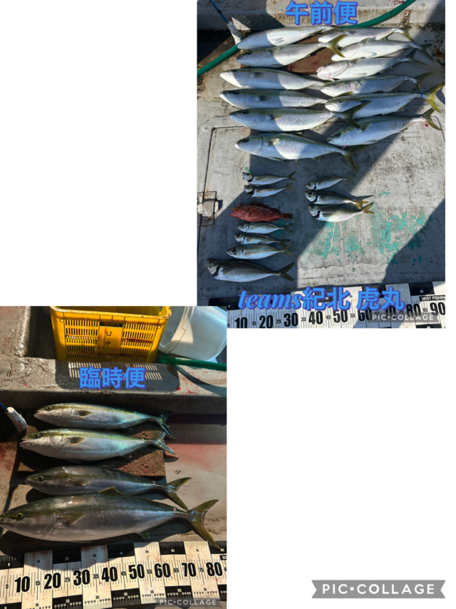 アジ(マアジ)・ブリ・メジロ(ブリ)・ガシラ(カサゴ)