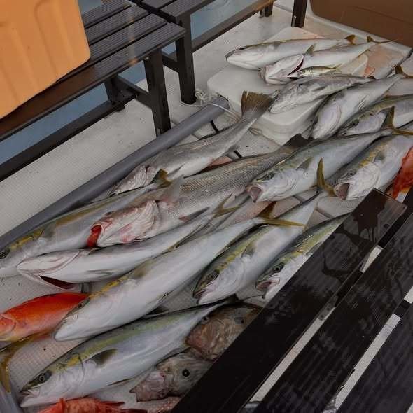 アカイサキ・アジ(マアジ)・メジロ(ブリ)・ヒラマサ・オオニベ・マトウダイ