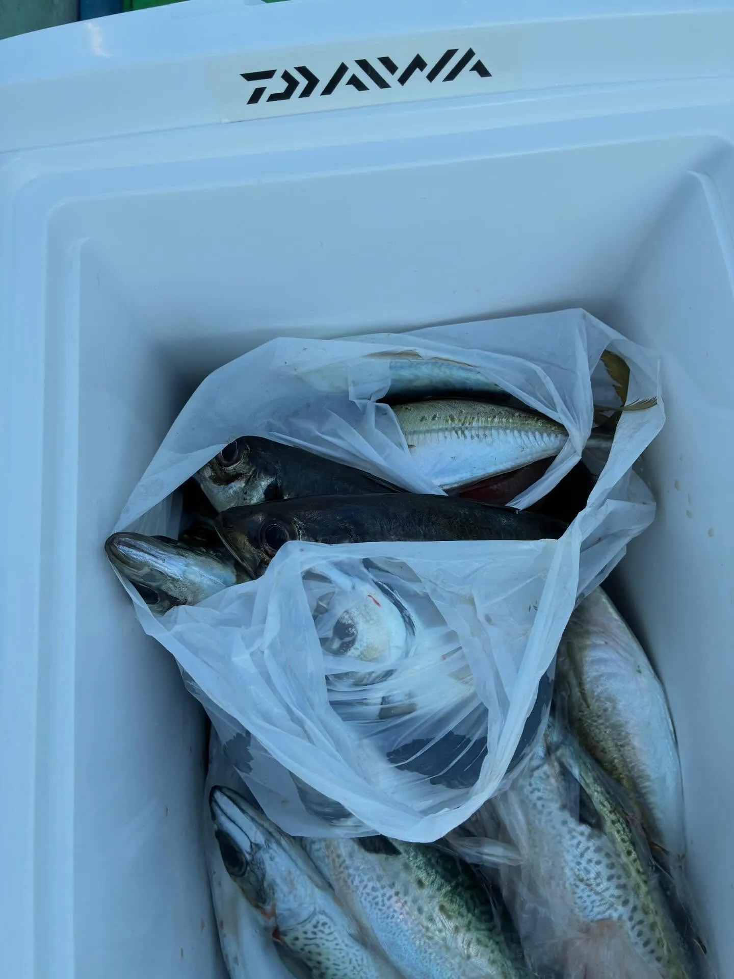 マアジ・ゴマサバ