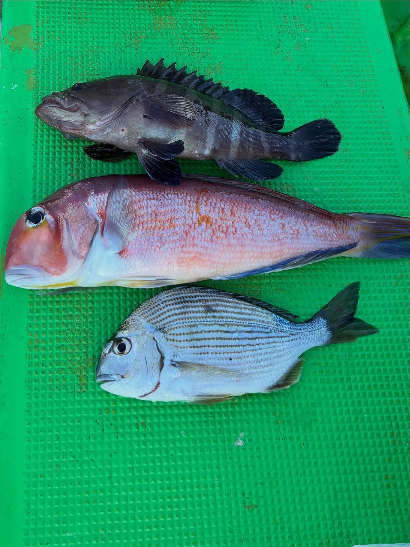 ヘダイ・アマダイ(アカアマダイ)・ホウボウ