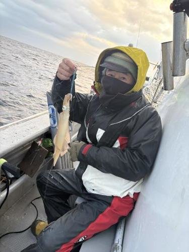 マルイカ(ケンサキイカ)