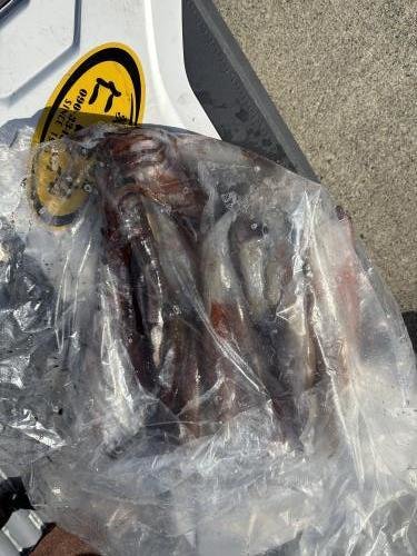 マルイカ(ケンサキイカ)