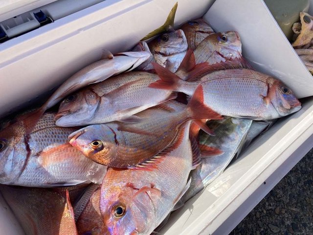 ハナダイ(チダイ)