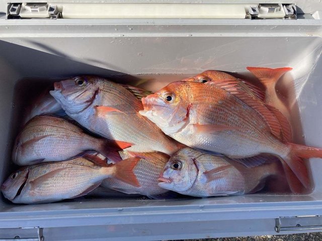 ハナダイ(チダイ)