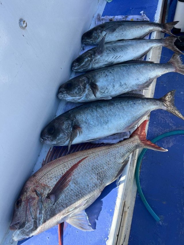 マダイ・メダイ