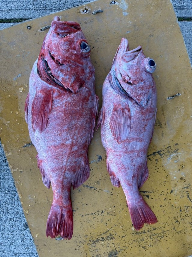 ベニアコウ(オオサガ)