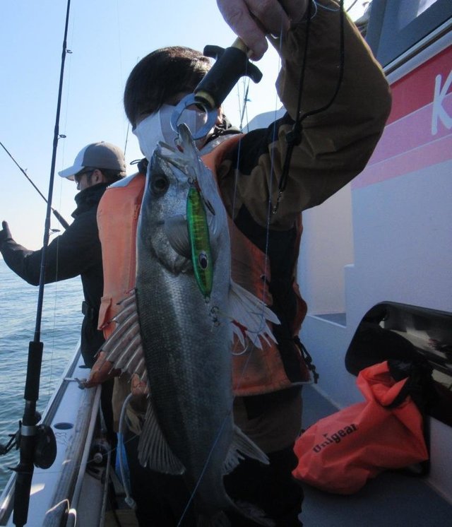 シーバス(スズキ)