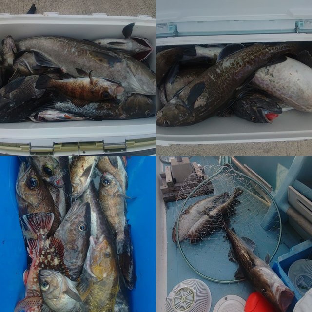 ソイ(クロソイ)・メバル・アイナメ・ヒラメ・マダラ